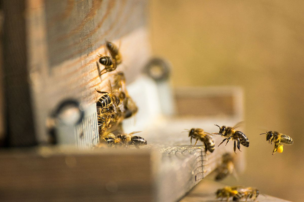 Honey bees entering the bee hive 