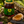 A jar of Bee Mercy Forest Raw Honey styled on a rustic wooden surface with a slice of bread, a honey dipper, and natural forest props like pinecones and ferns.