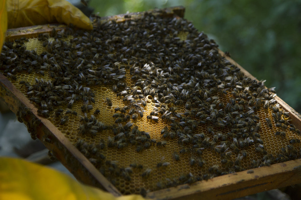 Honey bees on a hive frame. Held by the beekeeper