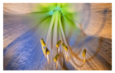 Pollen of a flower for honey loyalty scheme