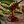 A wooden honey dipper filled with glossy amber honey, set against a rustic background with chestnut leaves, blossoms, and a spiky chestnut shell.