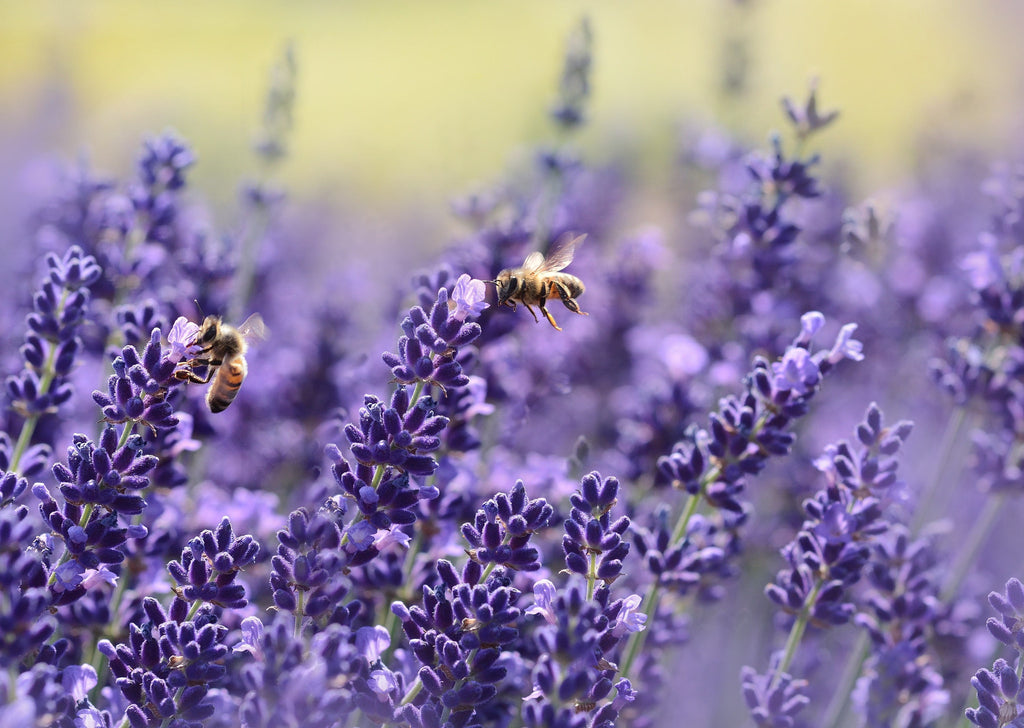 Honey bees feeding on lavender 